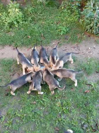 Щенки русской гончей, фотография 1