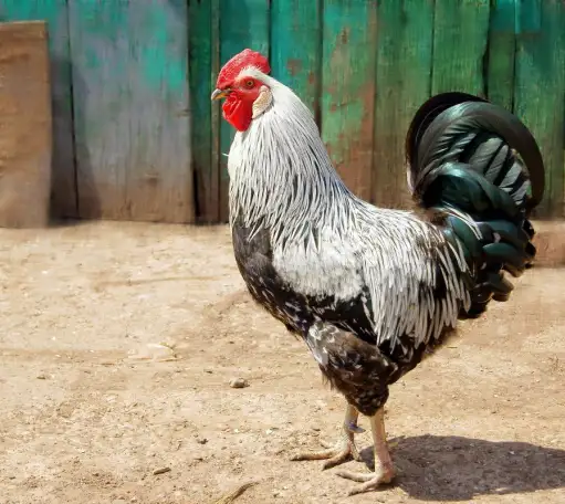 Продам кур несушек, фотография 1