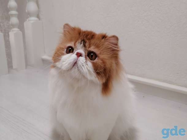 Персидский котик, фотография 2