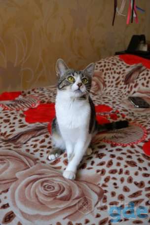 Котенок ищет дом, фотография 1