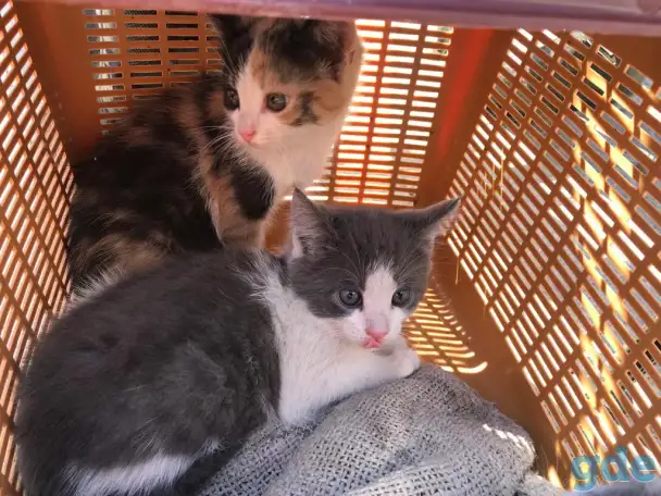 Котята девочки бесплатно, фотография 2