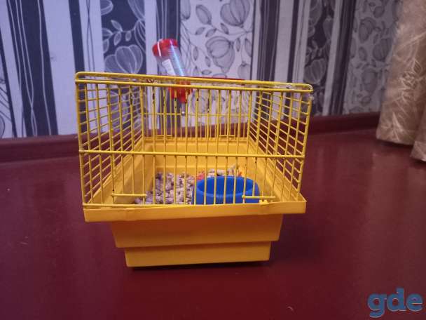 Продам крысу срочно!, фотография 4