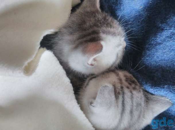 Котята, фотография 8