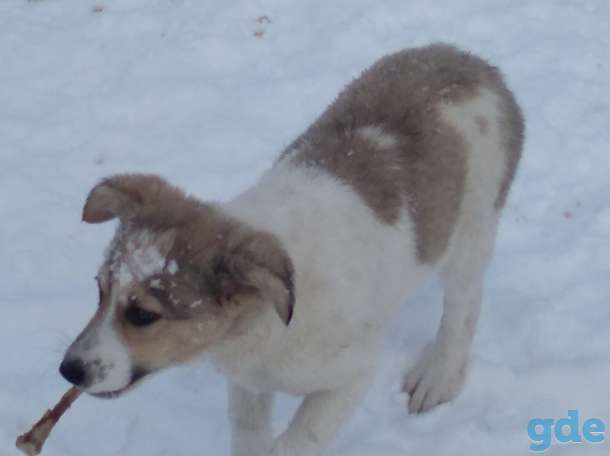 Получи бескорыстную любовь возможно?, фотография 2