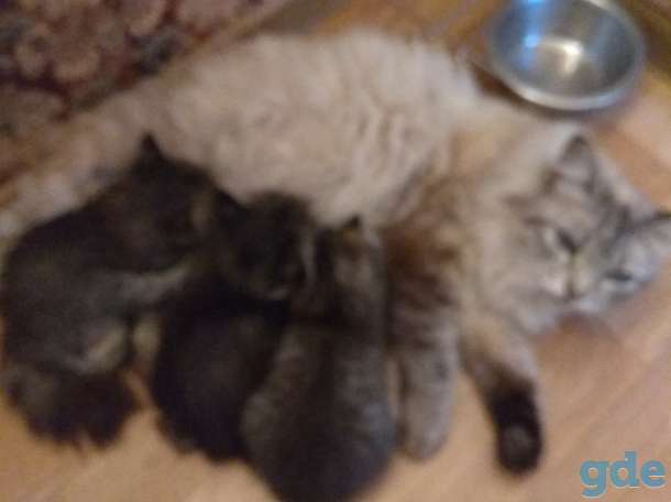 Котенок в дар, фотография 5