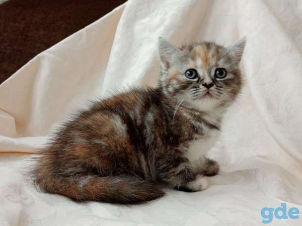 Продаю шотландских котят, фотография 1
