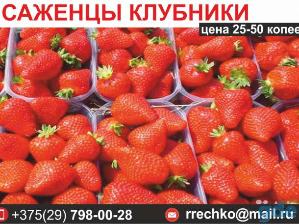 Саженцы клубники. Выгодные цены., фотография 1