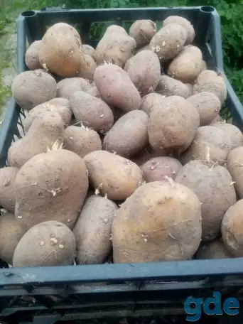 Продам картофель, фотография 1