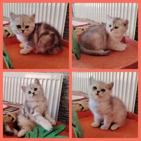 Котята страйты и фолды., фотография 1