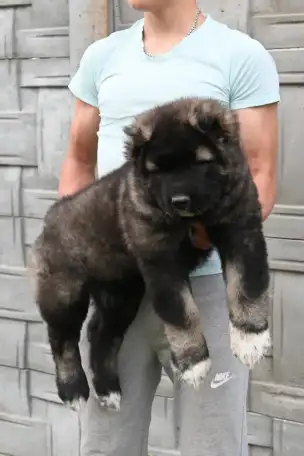 Кавказская овчарка чемпион для вязки, фотография 12