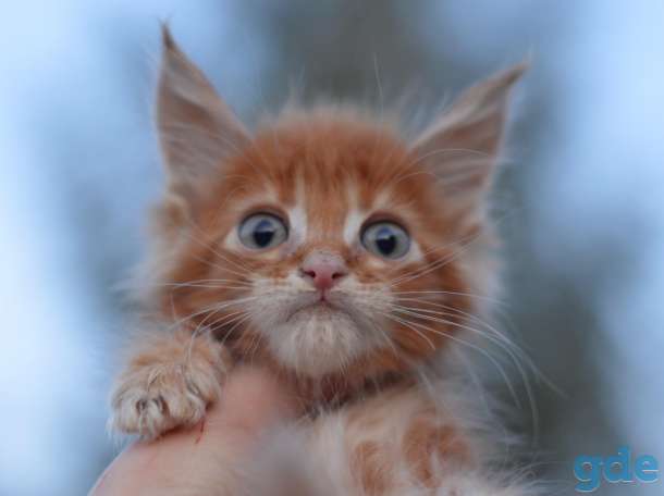 Мейн Кун котята, фотография 7