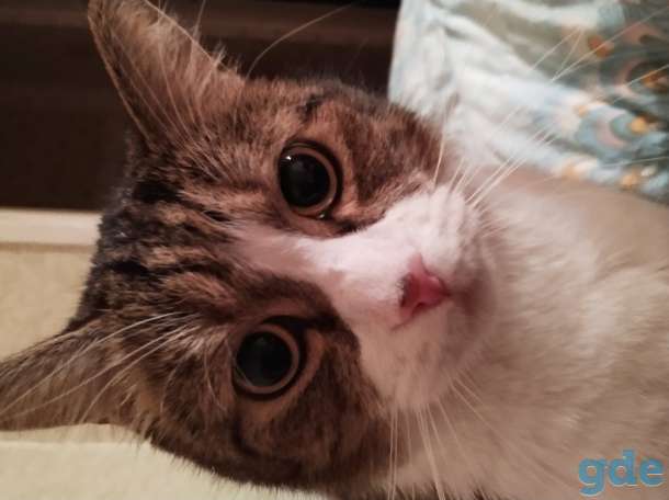 Отдам кота, фотография 5