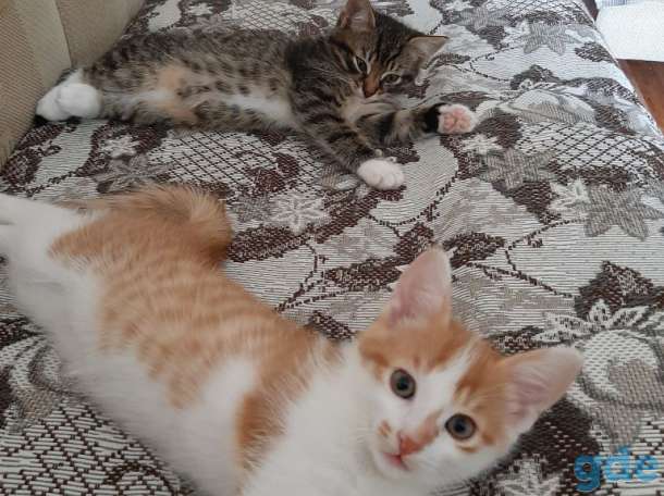 Котята в добрые руки, фотография 2