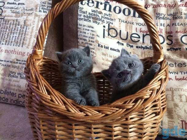 Британские короткошерстные котята, фотография 6