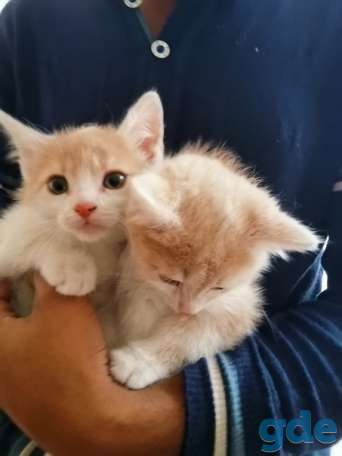 Котята ищут дом, фотография 1