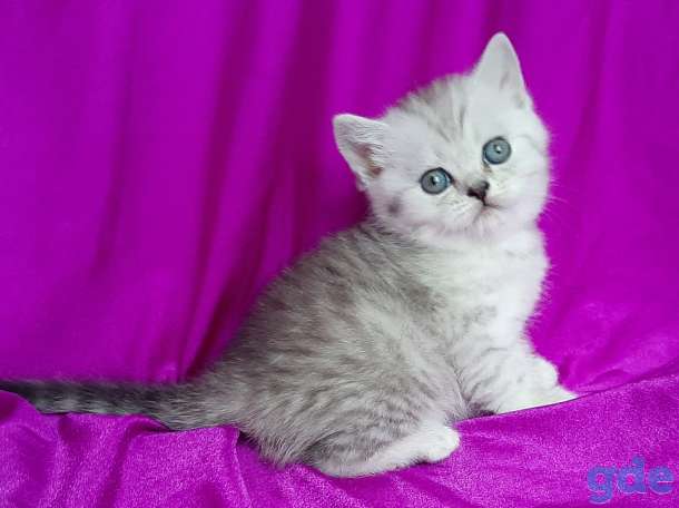 Шотландские котята, фотография 2