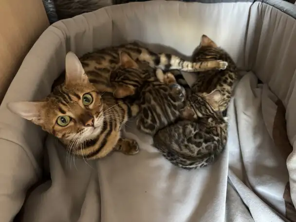 Котята, фотография 1