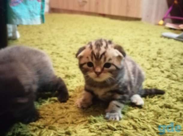 Шотландские котята, фотография 4