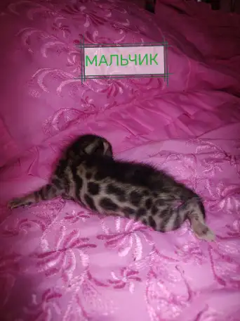 Шикарные бенгальские котята, фотография 6