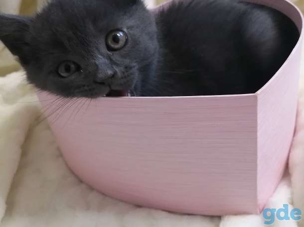 Шотландские котята, фотография 5
