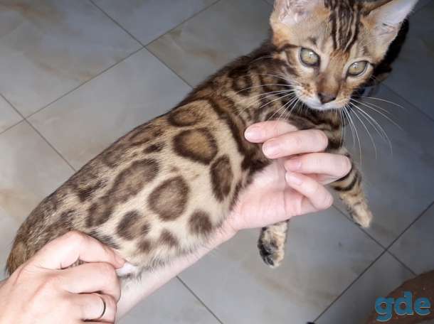 Бенгальские котята, фотография 2