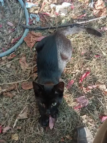 Котенок в дар, фотография 3