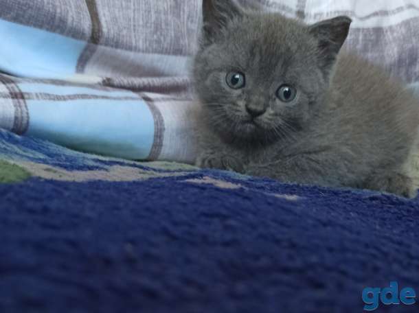 британские котята, фотография 4