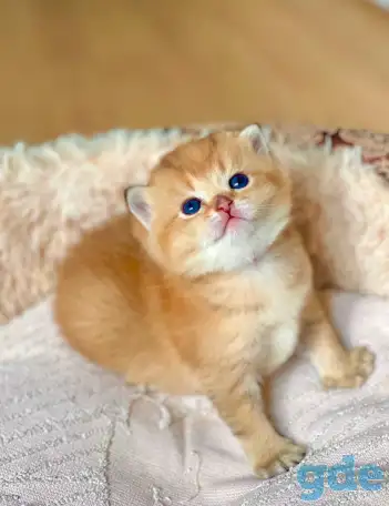 ЗОЛОТАЯ ШИНШИЛЛА шотландские котята, фотография 4
