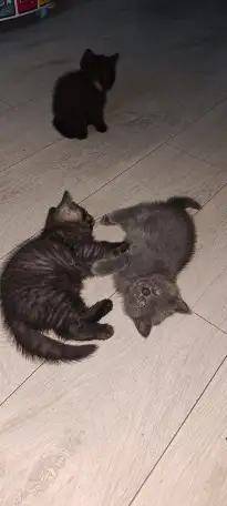 Котята британцы, фотография 8