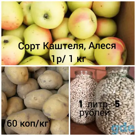 Продам: Фасоль, Картофель, Яблоки! Всё своё, домашнее и вкусное!!!, фотография 1