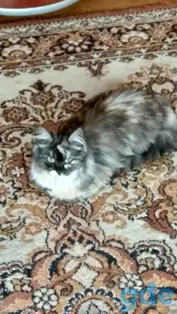 Котята в дар, фотография 3