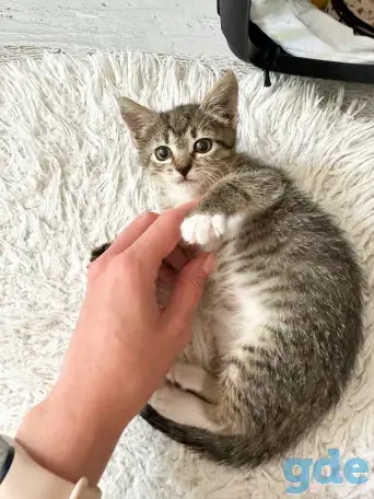 Котёнок, фотография 3