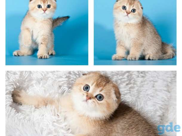 Шотландские котята, фотография 2