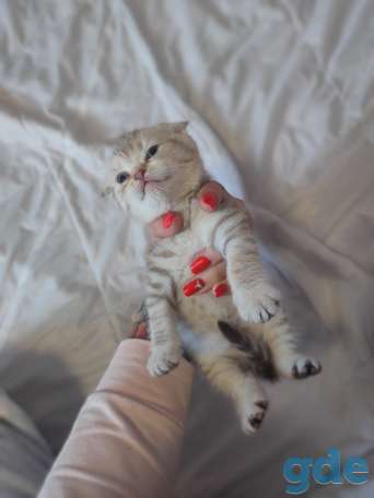 Шотландские котята, фотография 7