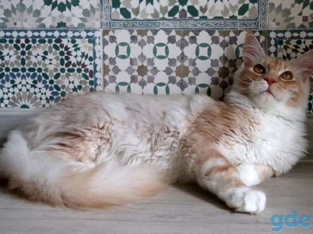 Мейн Кун котята, фотография 3