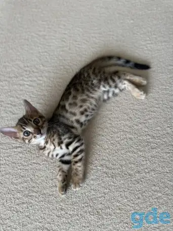 Котенок бенгальский, фотография 1