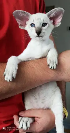 Ориентальная кошка, фотография 3