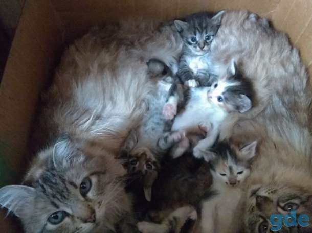 Замечательные котята в добрые руки., фотография 5