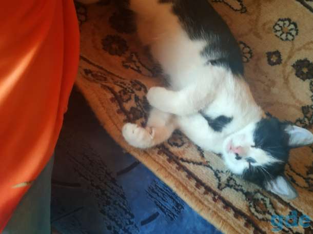 Горячие коты, фотография 2