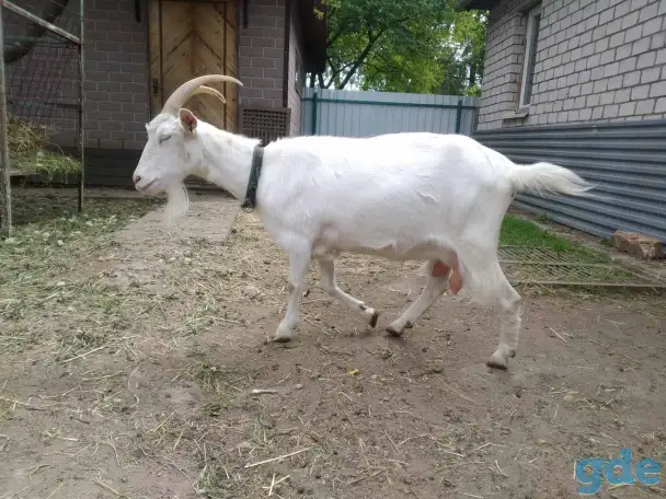 Продается дойная коза альпийской породы, фотография 1