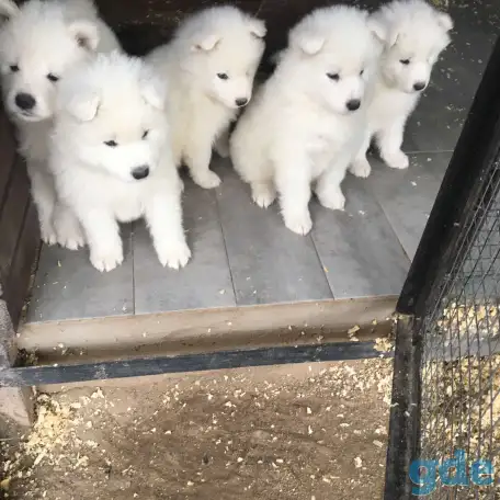 Продам щенков самоедской лайки, фотография 1