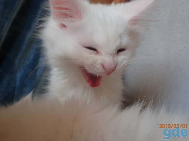 Котята породы Мейн Кун, фотография 4