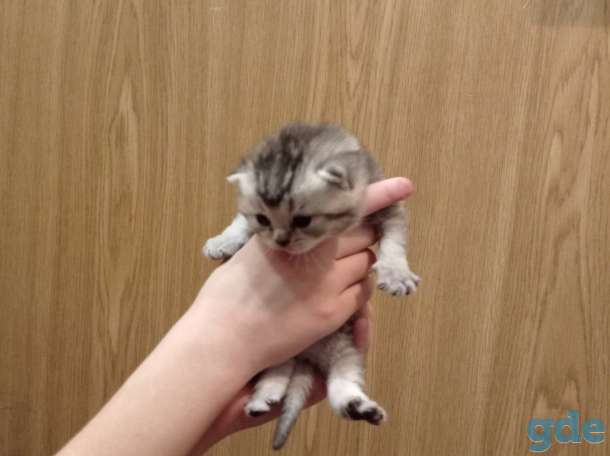 Шотландские котята, фотография 4