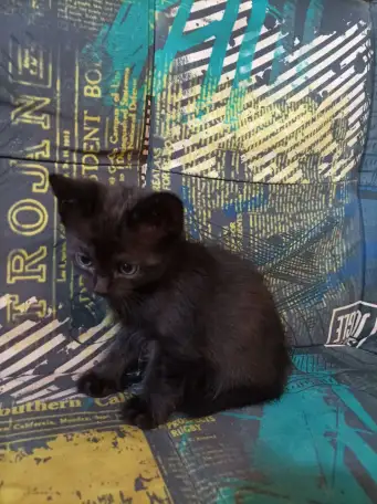 котята в добрые руки, фотография 2