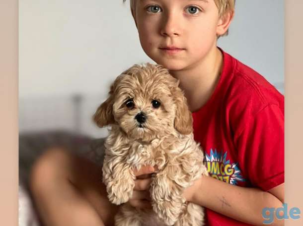 мини мальтипу ф1 девочка и мальчик  maltipoo f1 girl, фотография 2