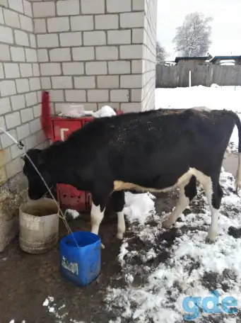 Продам2 тёлки живым весом по 5руб за кг, фотография 2