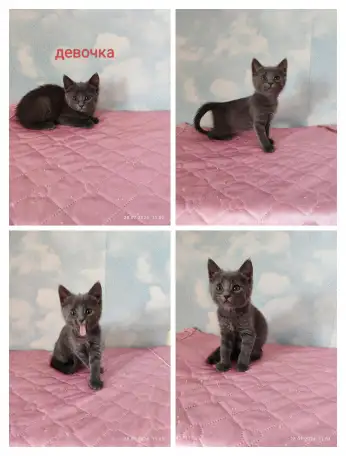 Котята в добрые руки, фотография 2