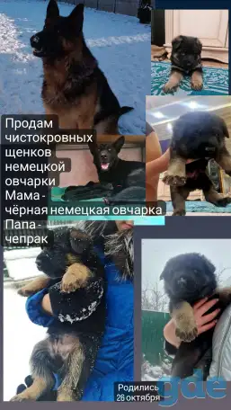 Продам щенка немецкой овчарки, фотография 5