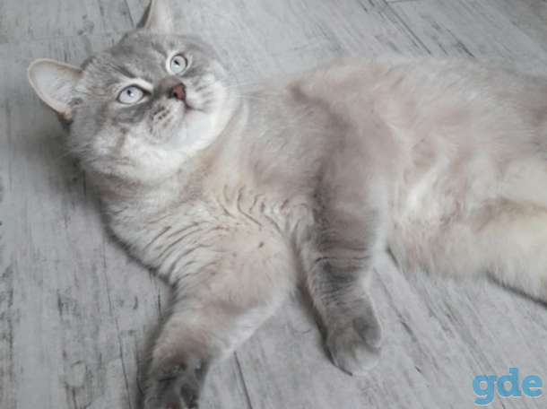 Продам котят, фотография 7