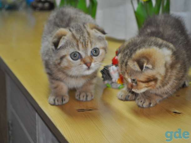 Шотландские котята, фотография 3